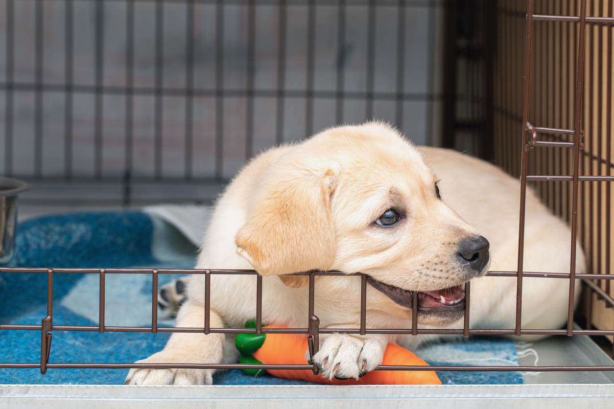 Chiot Labrador détendu dans sa cage avec un jouet, illustrant un apprentissage de la cage positif et sécurisant.