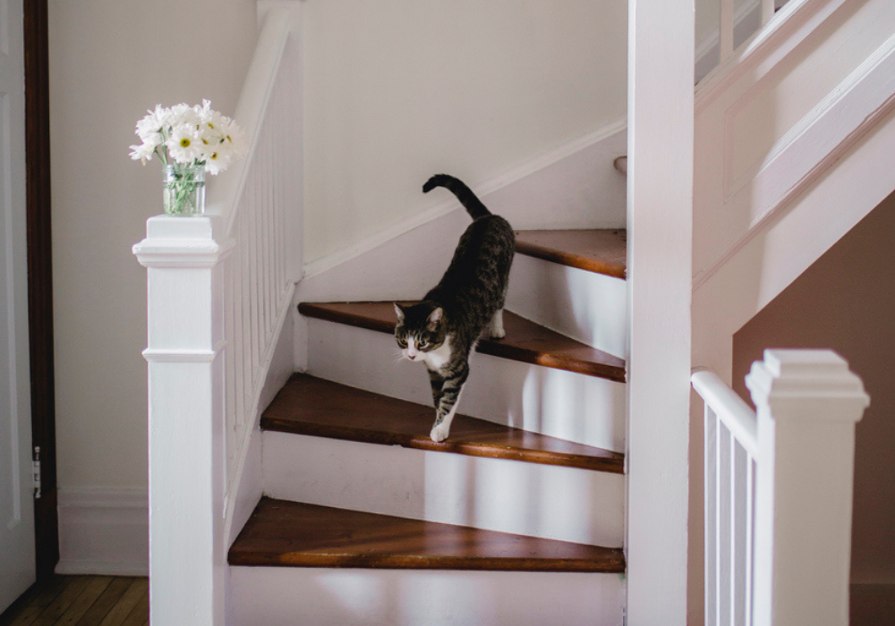 Chat descendant un escalier